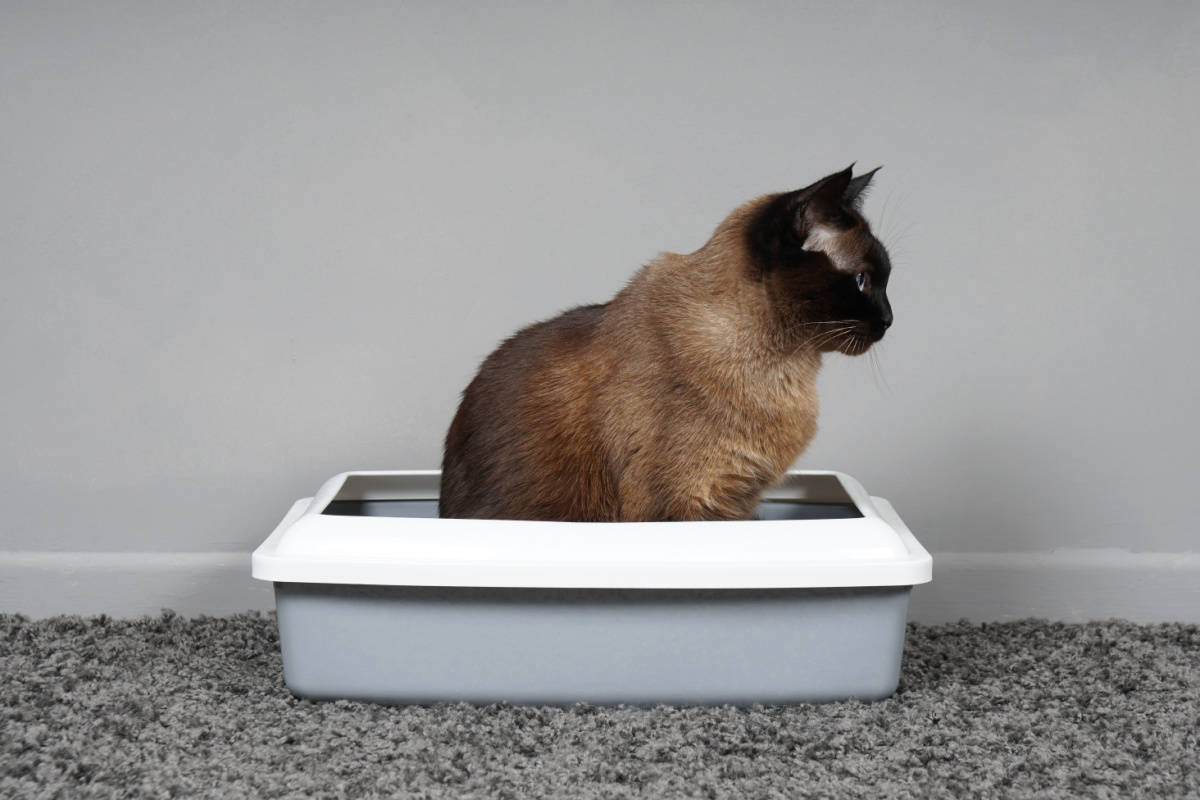 siamés tomándose su tiempo sentado en la caja de arena para gatos