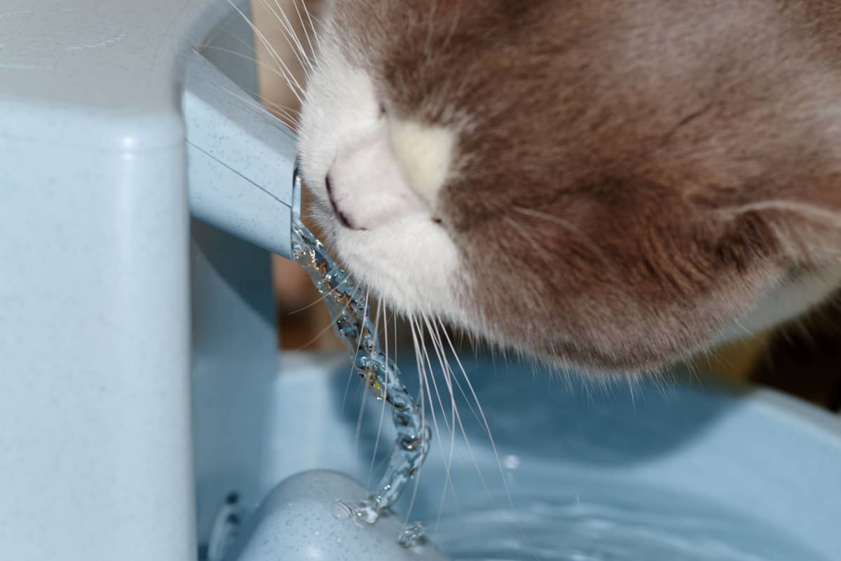 Primer plano de un gato bebiendo de un bebedero