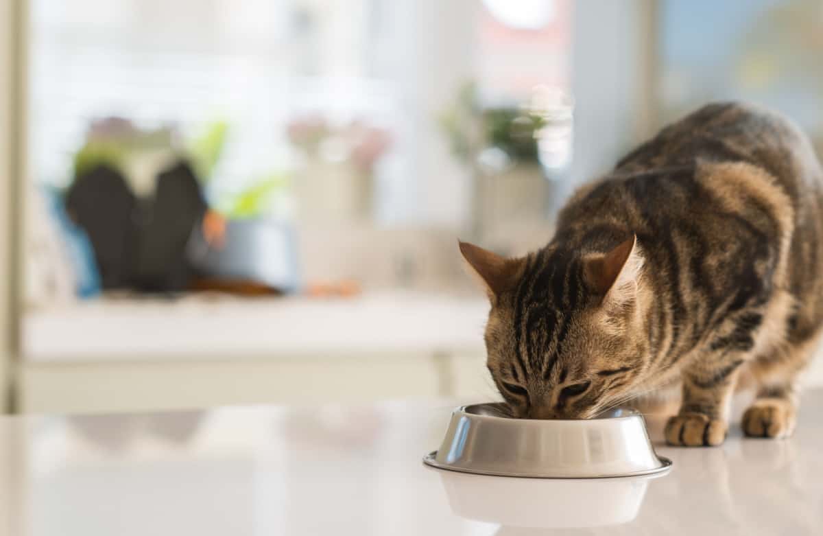 gato teniendo su hora de comer