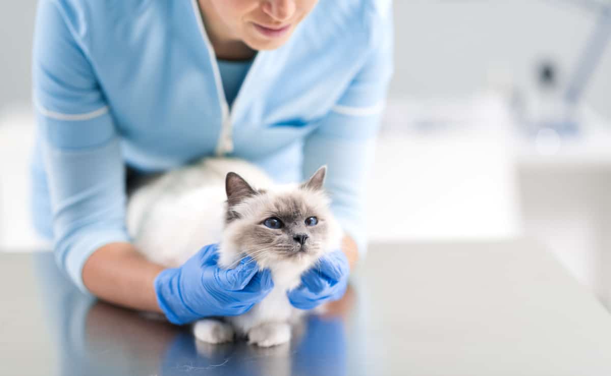 Un veterinario revisando a un gato en la clínica.