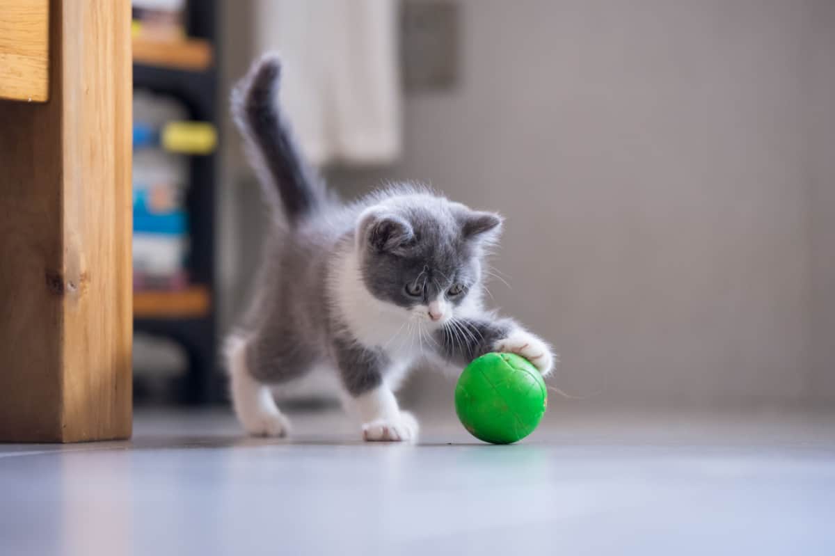 El gatito juega con una pelota.