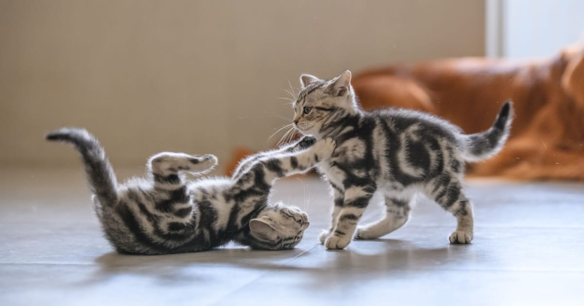 Dos gatitos atigrados juegan juntos en casa