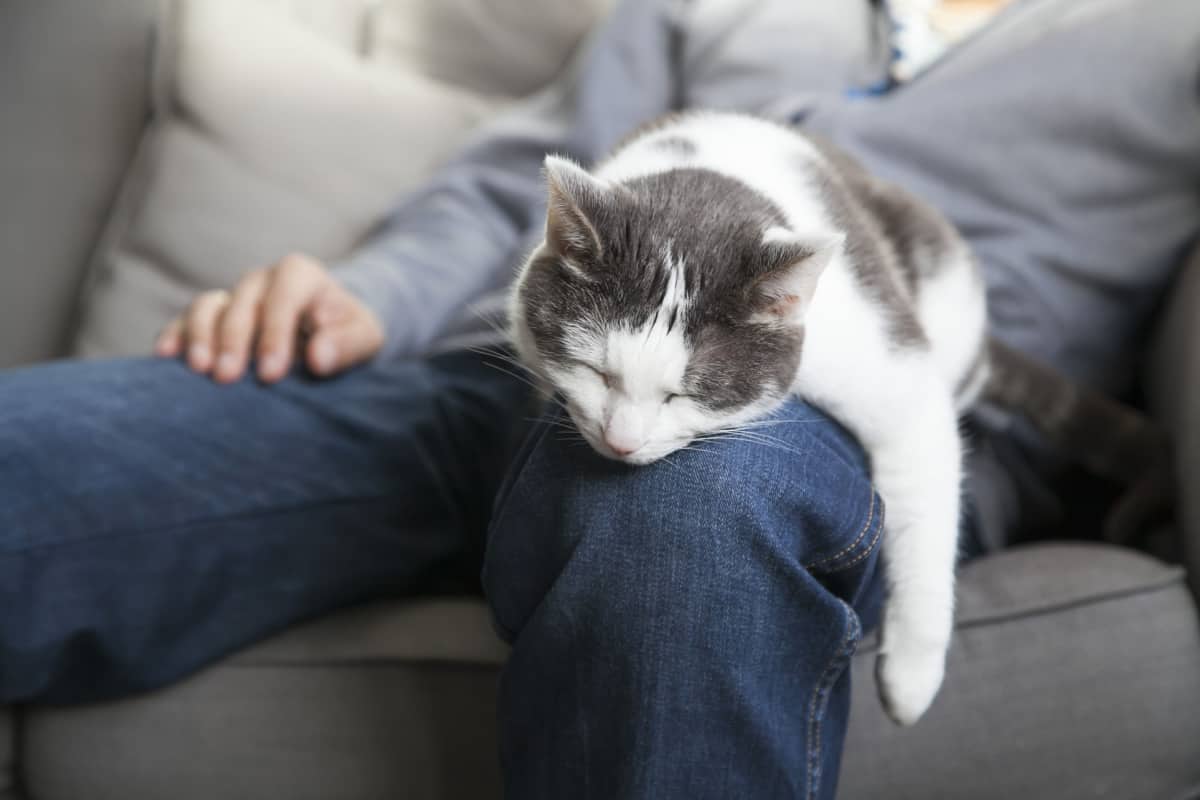 Gato durmiendo en tu regazo