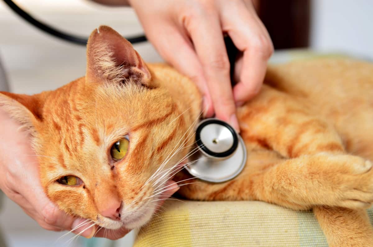 Veterinario examinando un gatito en un hospital de animales