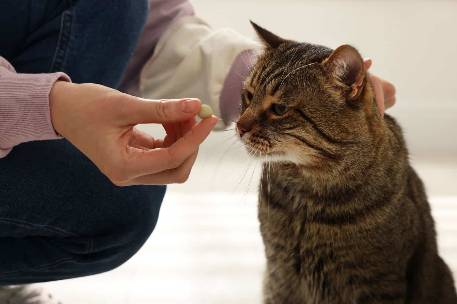 Mujer dando pastilla a un lindo gato en casa, primer plano. Vitaminas para animales