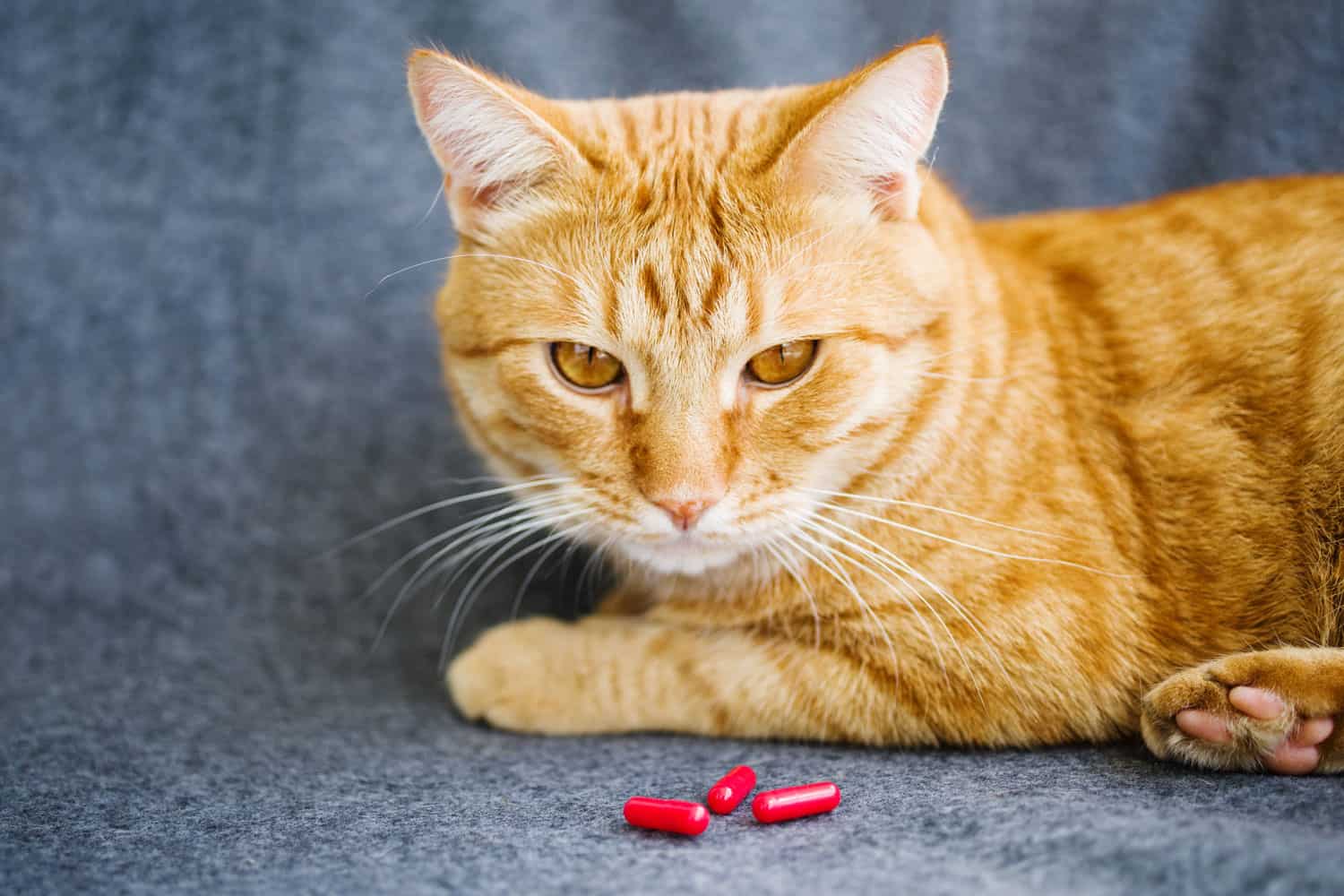Triste gato naranja y pastillas rojas primer plano
