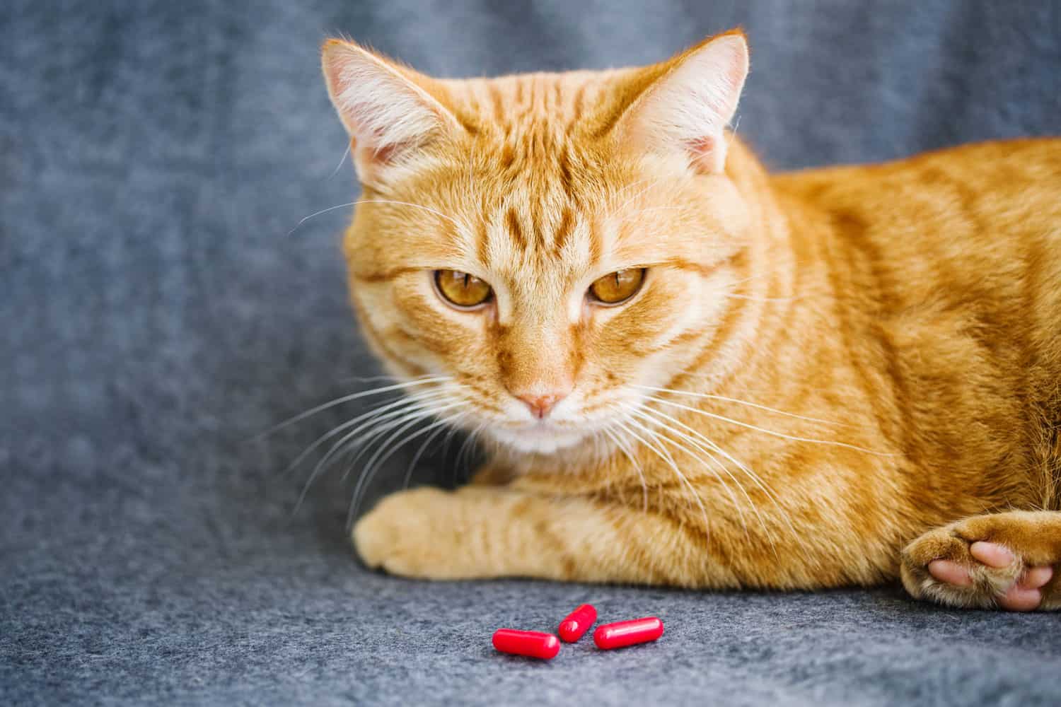 Triste gato naranja y pastillas rojas primer plano
