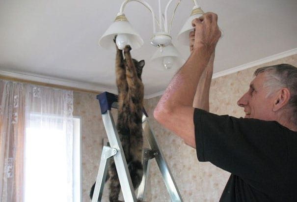 gato instalando bombillas con el dueño