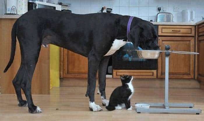 gato mirando al perro comiendo en el plato de comida elevado
