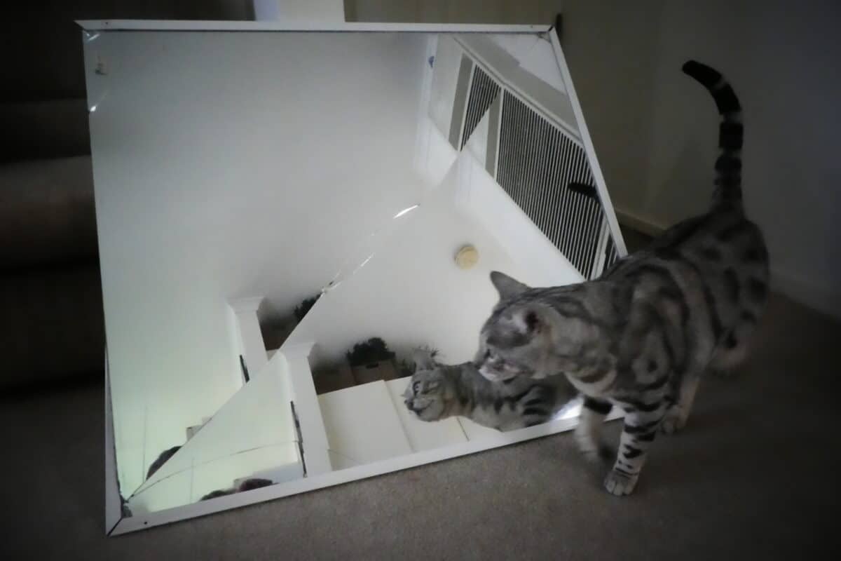 gato con el espejo roto al costado