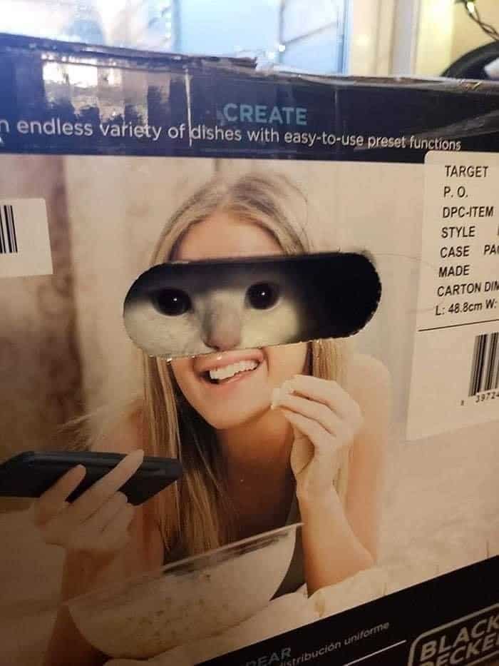 gato dentro de la caja, asomándose por el agujero