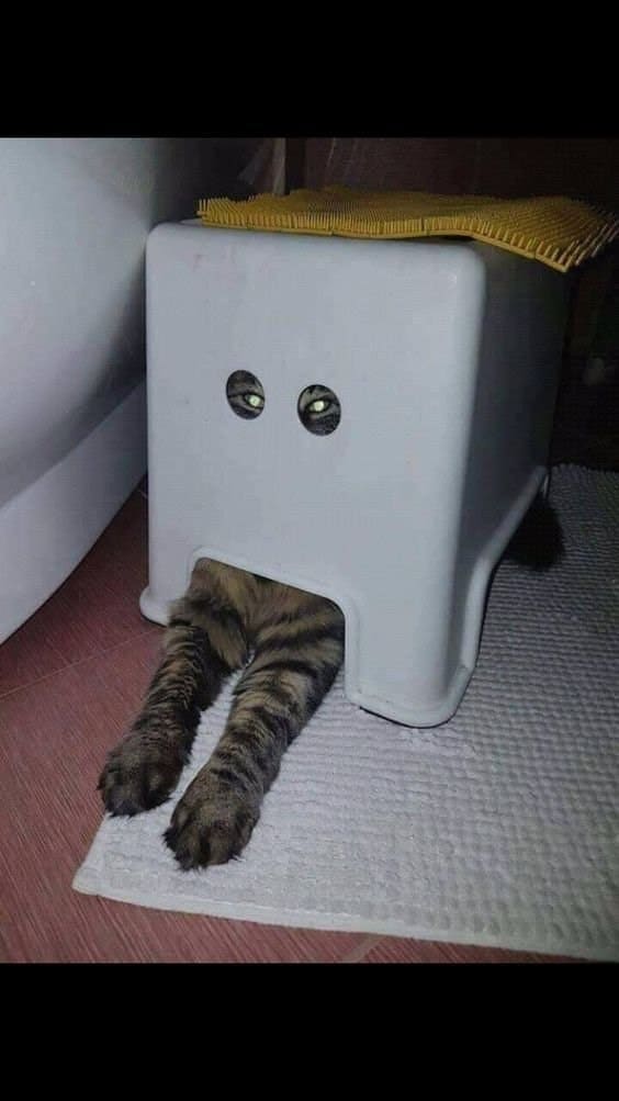 un gato asomándose por los 2 agujeros del taburete