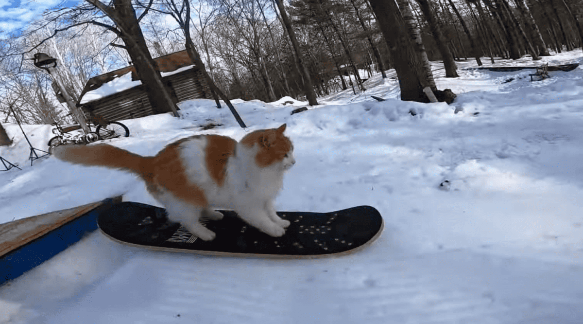 gato patinando en la nieve