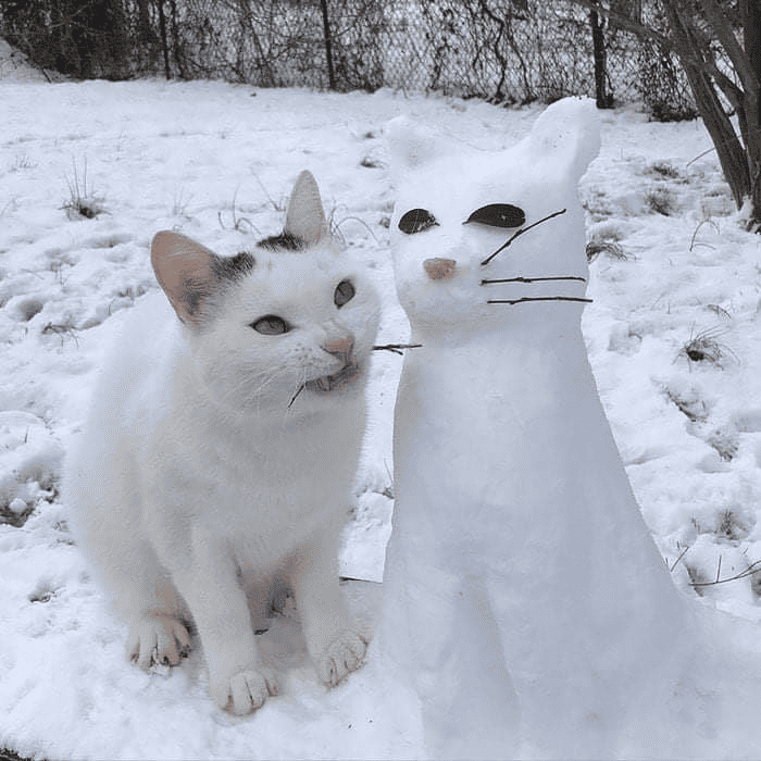 gato blanco al lado del muñeco de nieve/gato de nieve