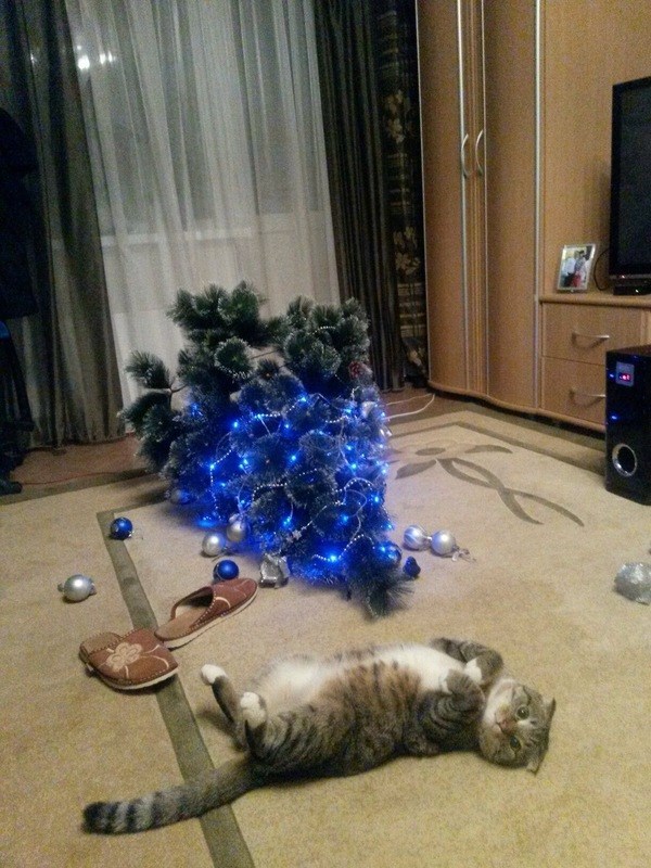gato tirado en el suelo con el árbol de navidad y adornos esparcidos
