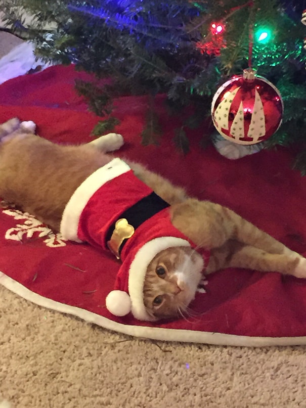 gato disfrazado de santa claus