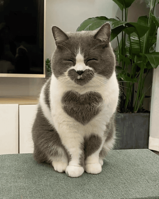 un gato sonriendo con un corazón marcado en la boca y el pecho