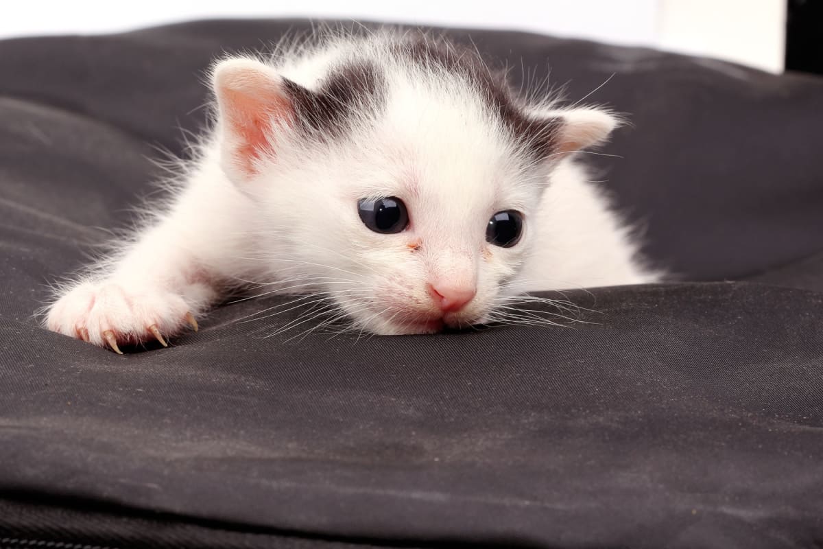 gatito recién nacido