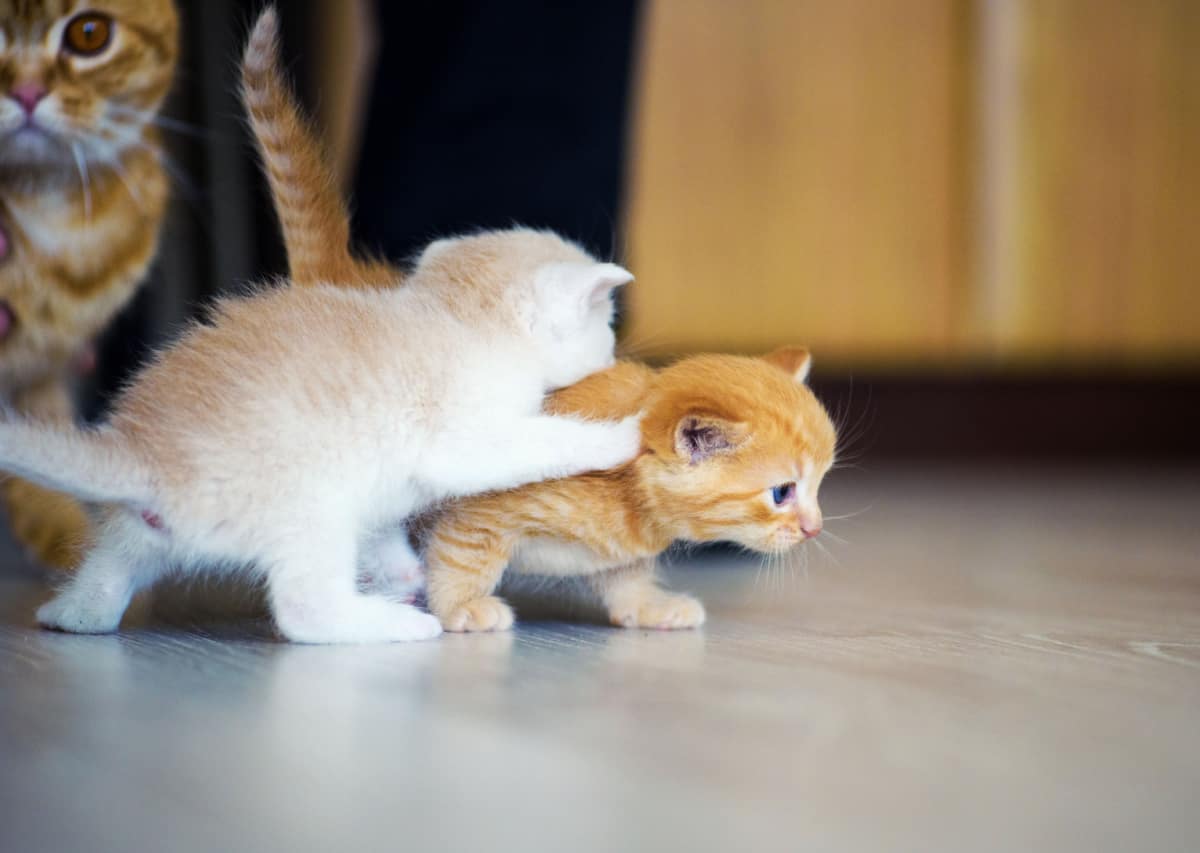 gatitos jugando con su mamá detrás