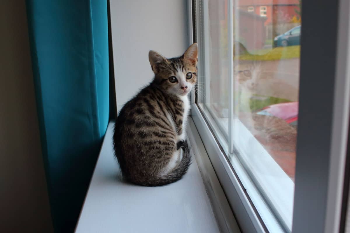 Un pequeño gatito de 12 semanas de edad de la Cruz de Bengala junto al cristal de la ventana