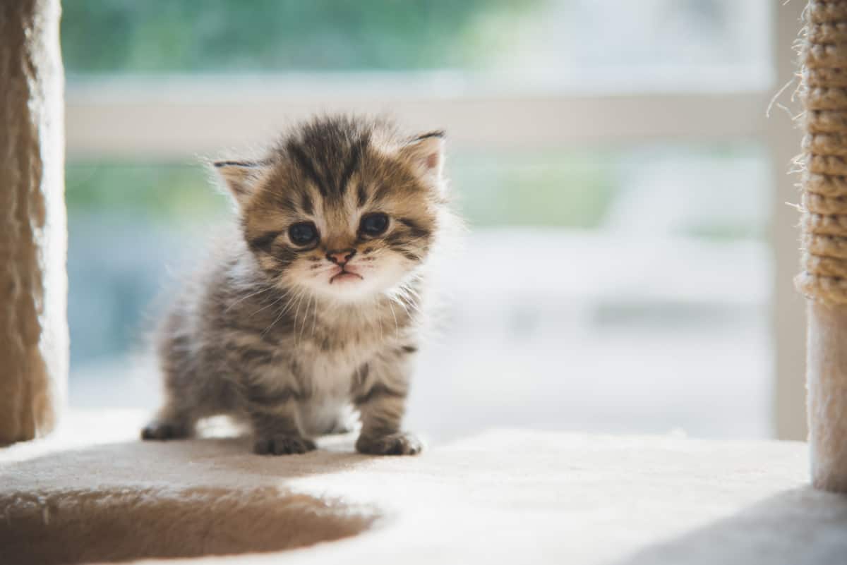 lindo gatito luciendo triste