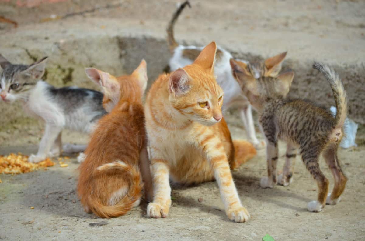 Madre de gato salvaje y gatitos en la calle.