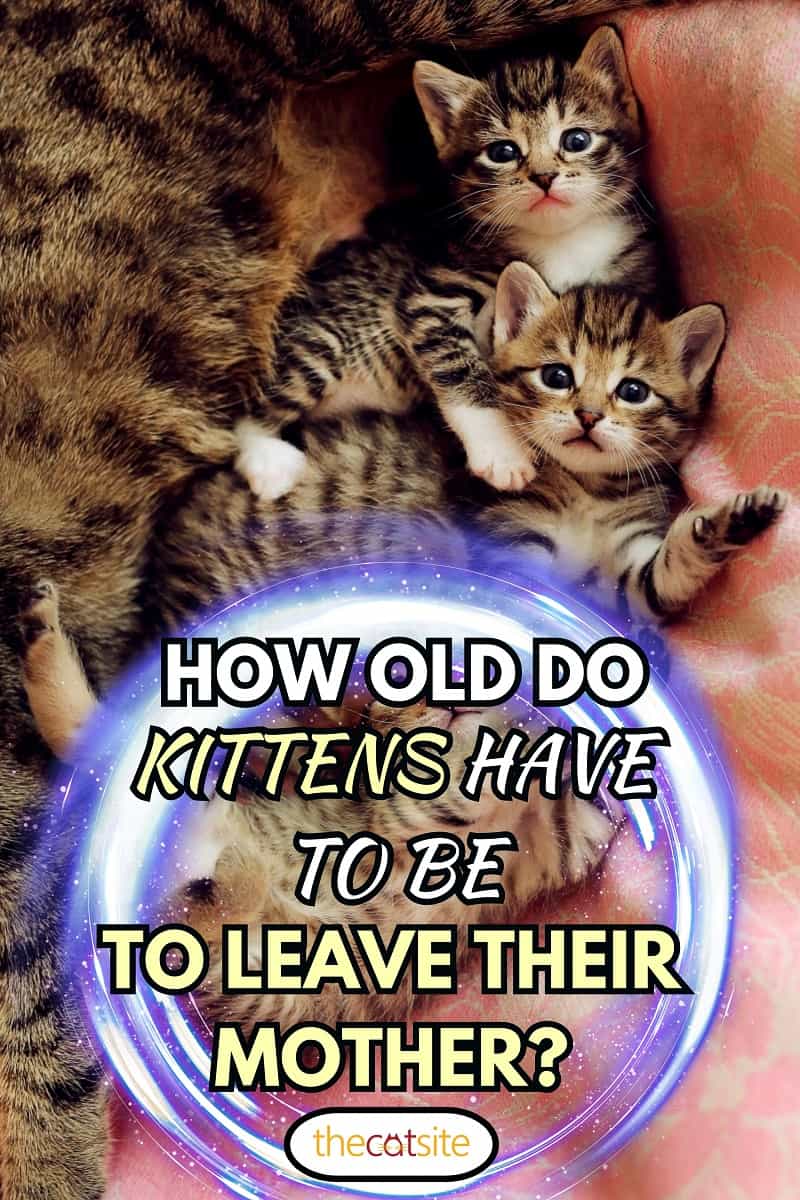 ¿Qué edad deben tener los gatitos para dejar a su madre?