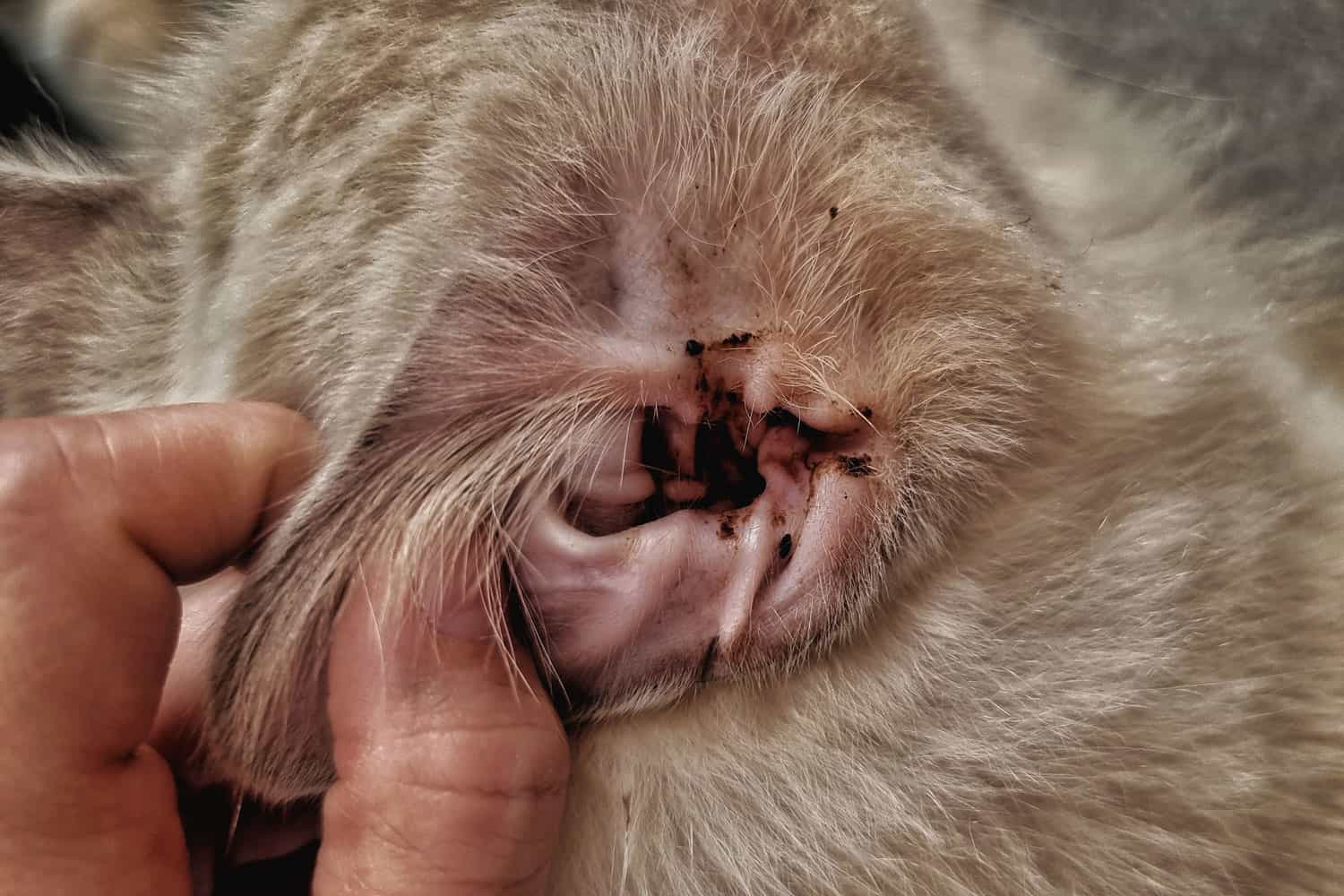 Un gato callejero con secreción infecciosa del oído.
