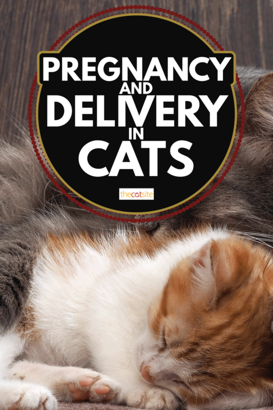 Embarazo Y Parto en Gatos: Su Recurso Completo