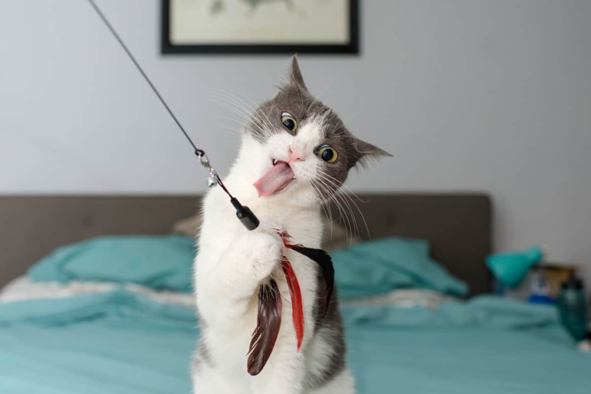 gato poniendo cara de loco