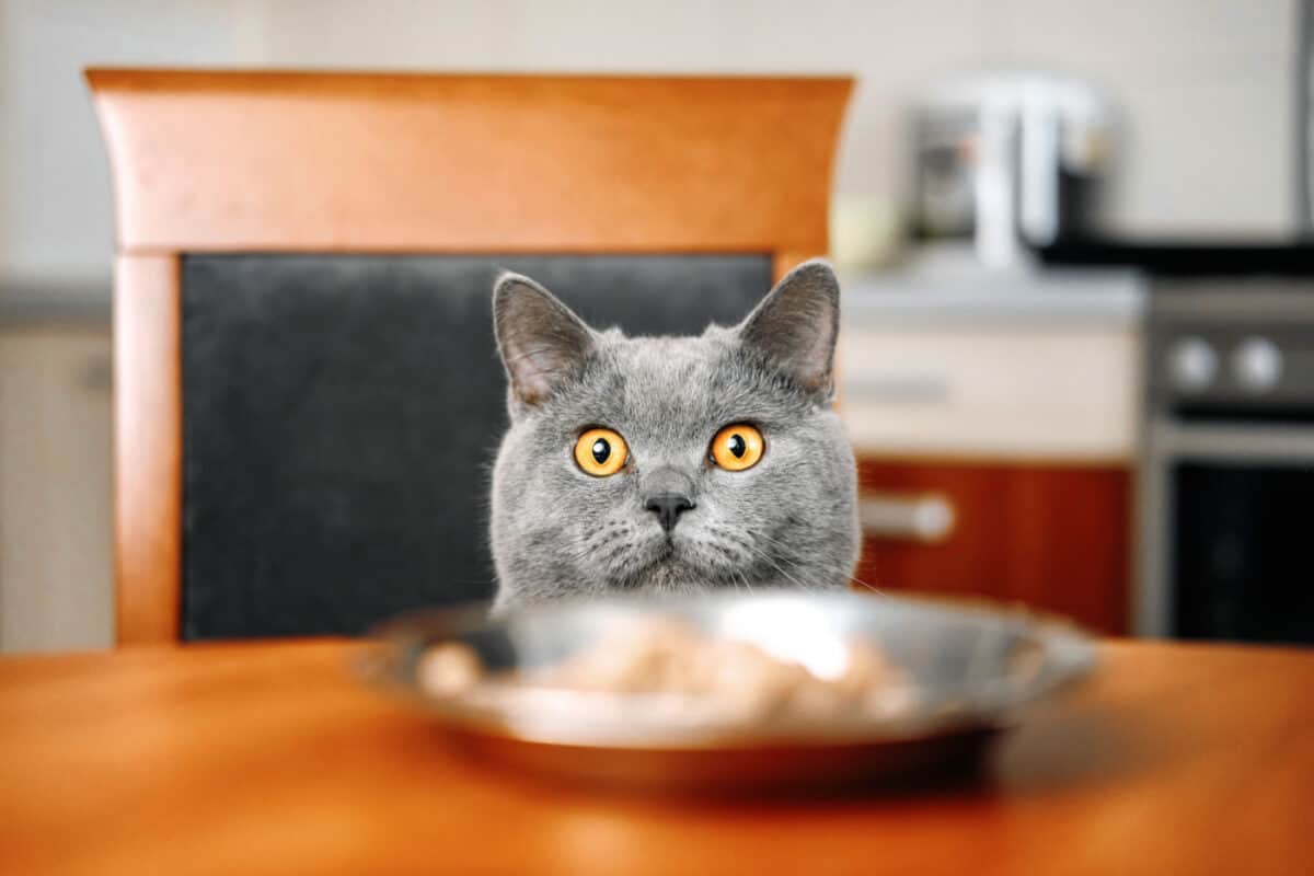19 Alimentos Comunes Que Son Perjudiciales Para Los Gatos