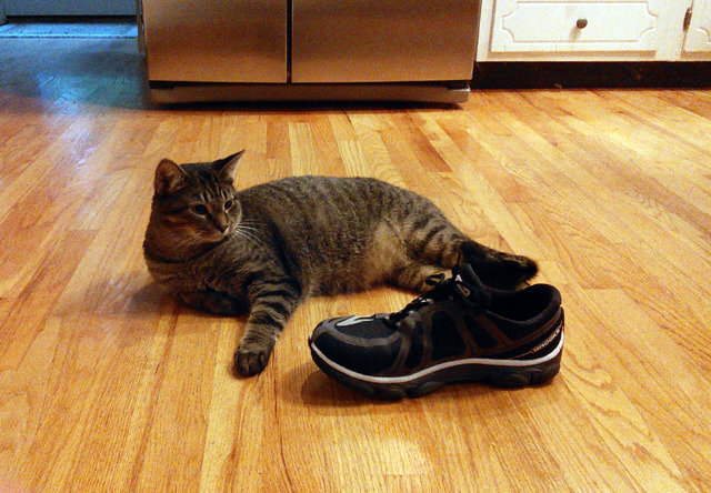 21 Fotos De Gatos Obsesionados Con Los Zapatos Que Te