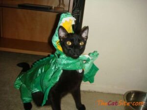 21 Gatos Disfrazados Que Te Harán Reír Este Halloween
