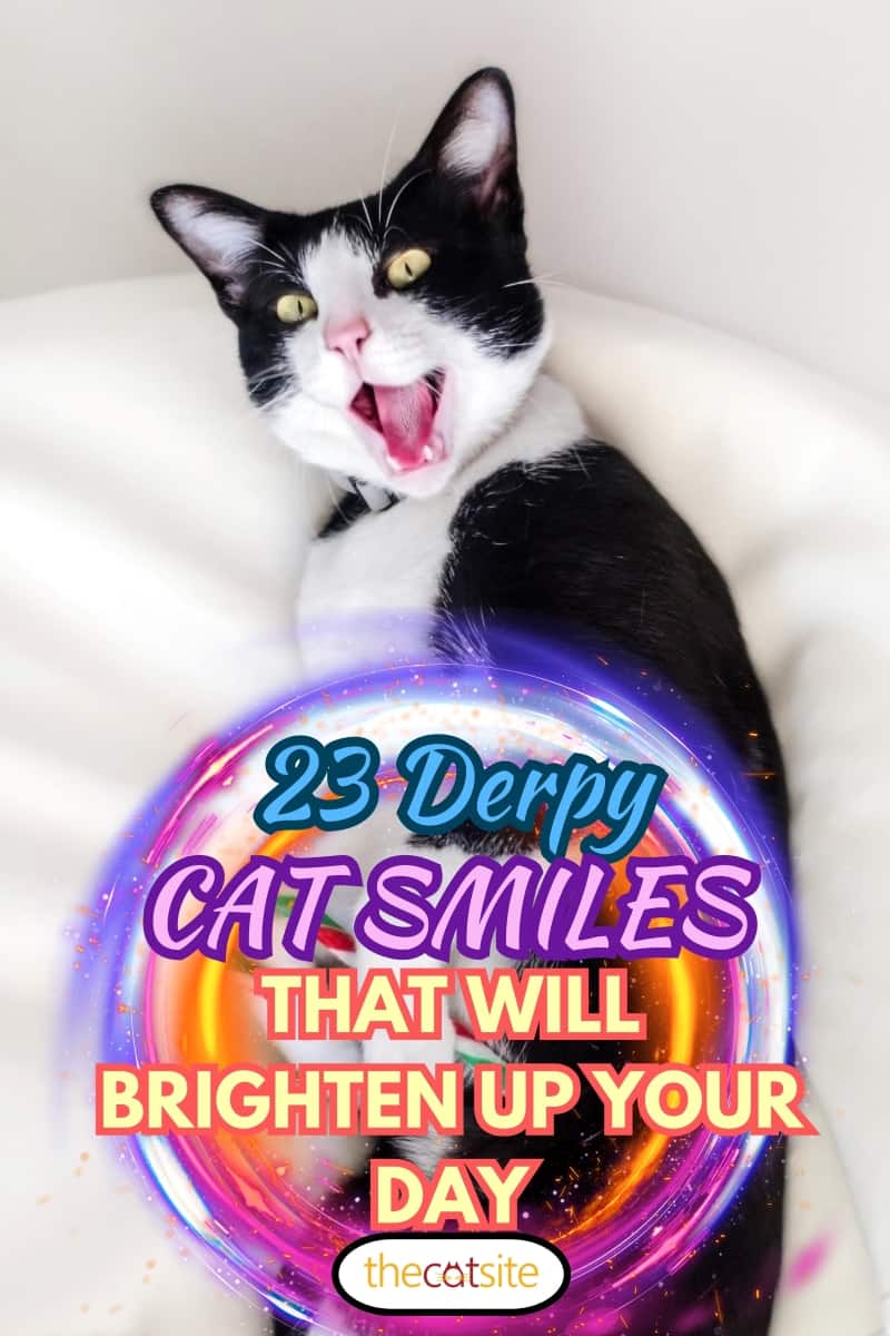 23 Sonrisas De Derpy Cat Que Alegrarán Tu Día