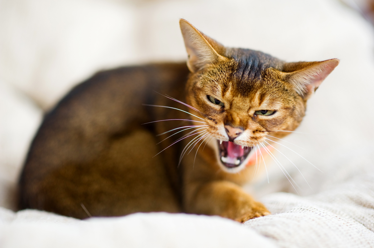 La agresión felina puede deberse al dolor