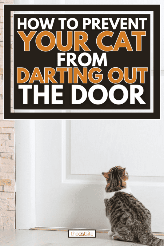 Lindo y divertido gato cerca de la puerta de casa, Cómo evitar que tu gato salga corriendo por la puerta