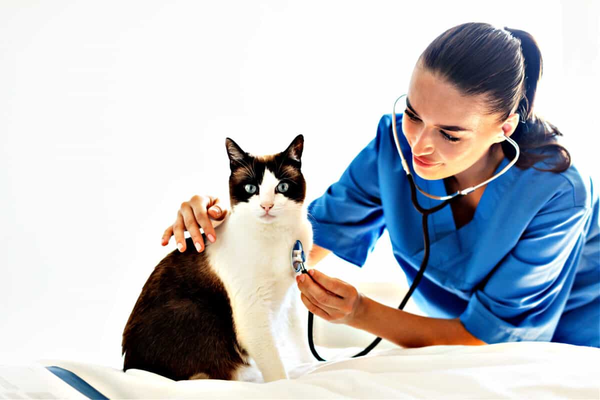 Abc Sobre El Cuidado De La Salud Del Gato: El