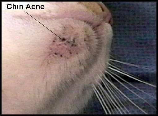 Acné Felino: Una Guía De Cuidados Integral