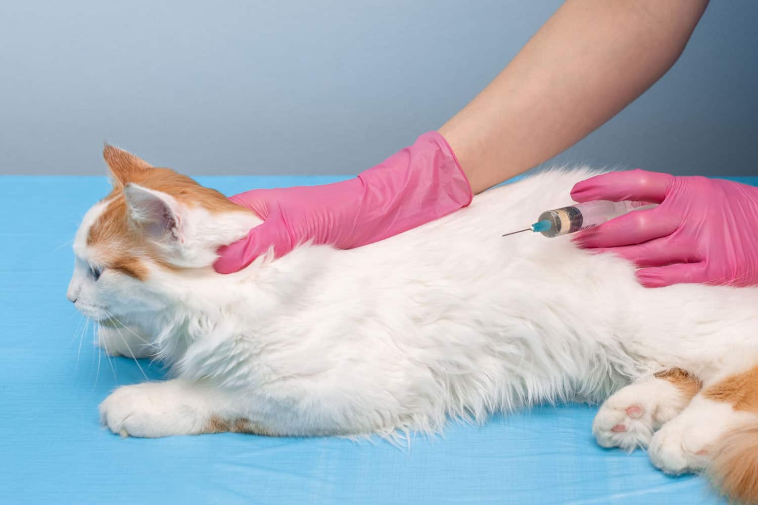 veterinario dándole una inyección a un gato. gato en la clínica veterinaria. El gato se inyecta con una jeringa. Doctor dándole una inyección a un animal.