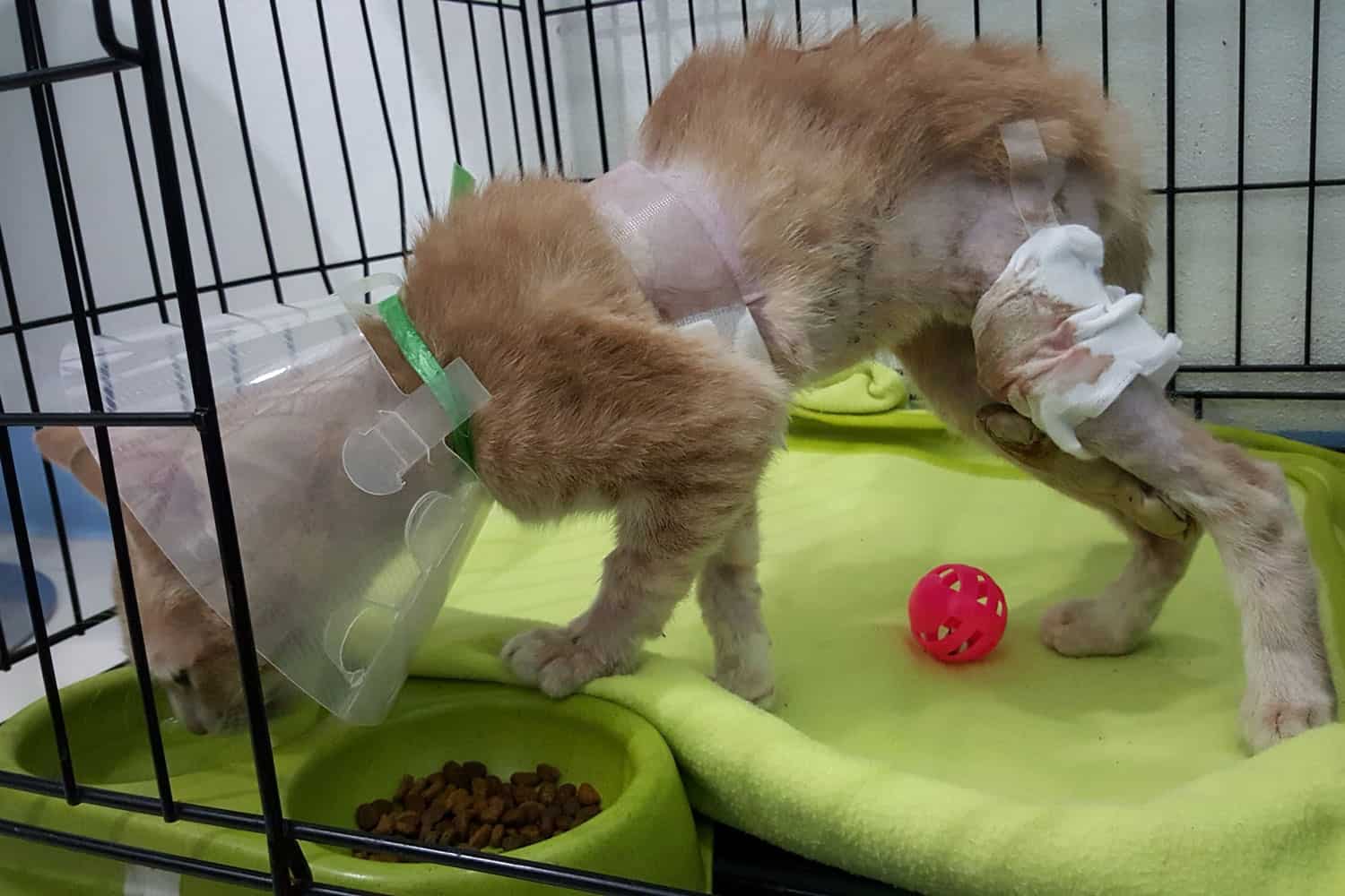 un gato pobre con una herida en el pecho y la pierna por el ataque de un perro. Un gato pelirrojo con collar de buster bebiendo agua en el recipiente para mascotas dentro de la jaula en el hospital de mascotas.
