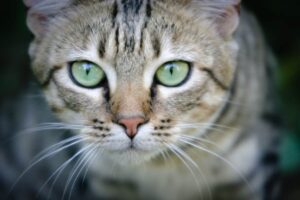 Adoración De Gatos: La Historia Sagrada De Los Gatos