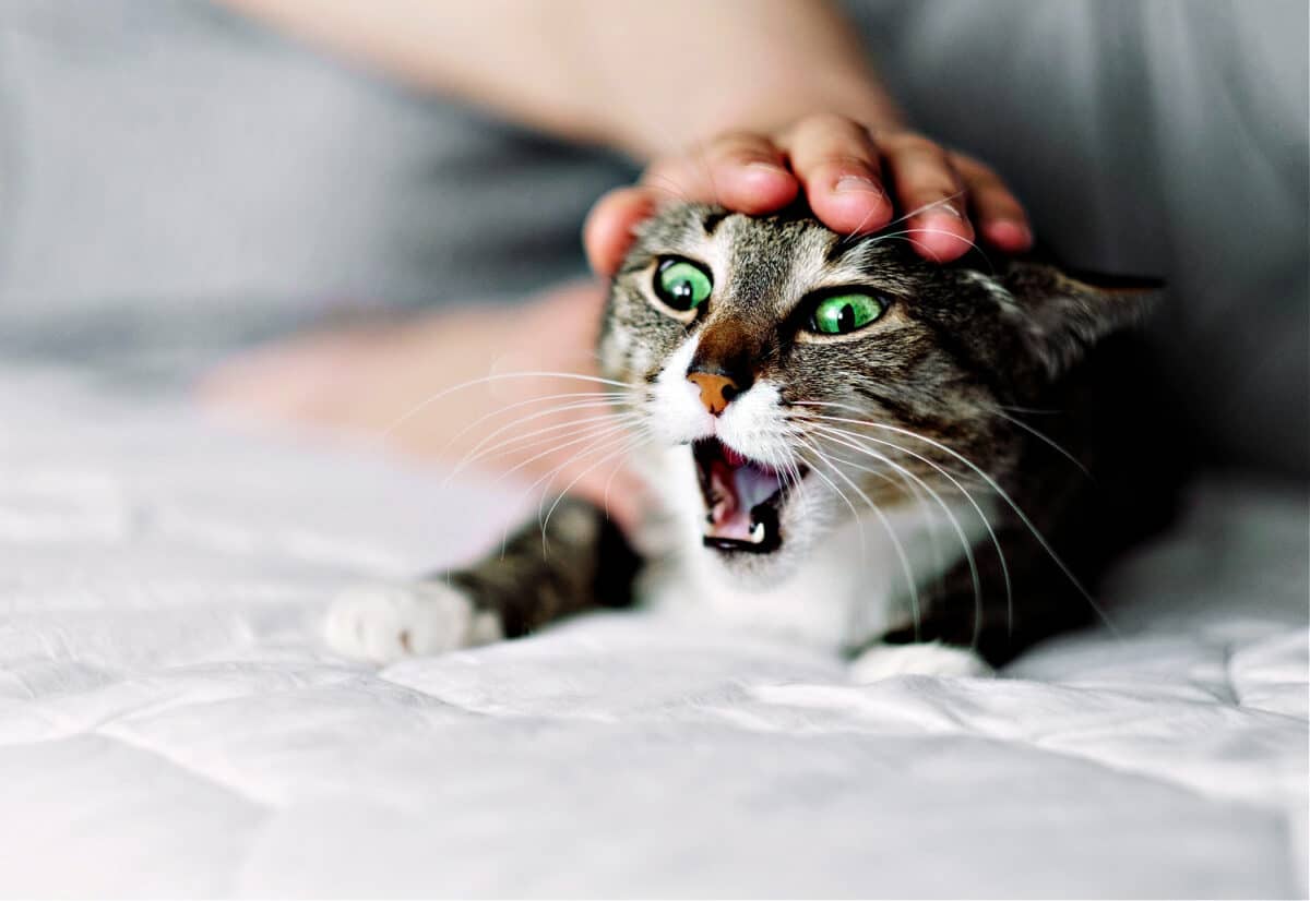 Agresión Redirigida en Gatos: Conocimientos Y Soluciones