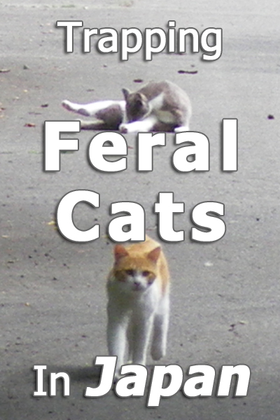 Atrapando gatos salvajes en Japón: la historia de un rescatista