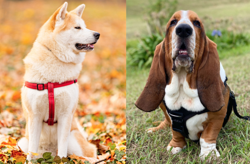 Basset Akita