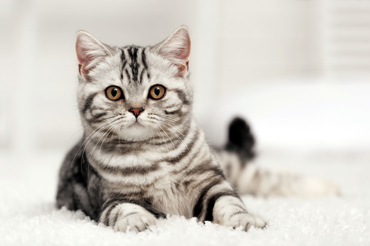 Gato atigrado: uno de los patrones comunes de pelaje de los gatos