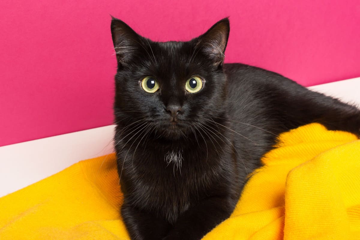 gato negro yace sobre una tela escocesa de lana de color amarillo brillante en el suelo