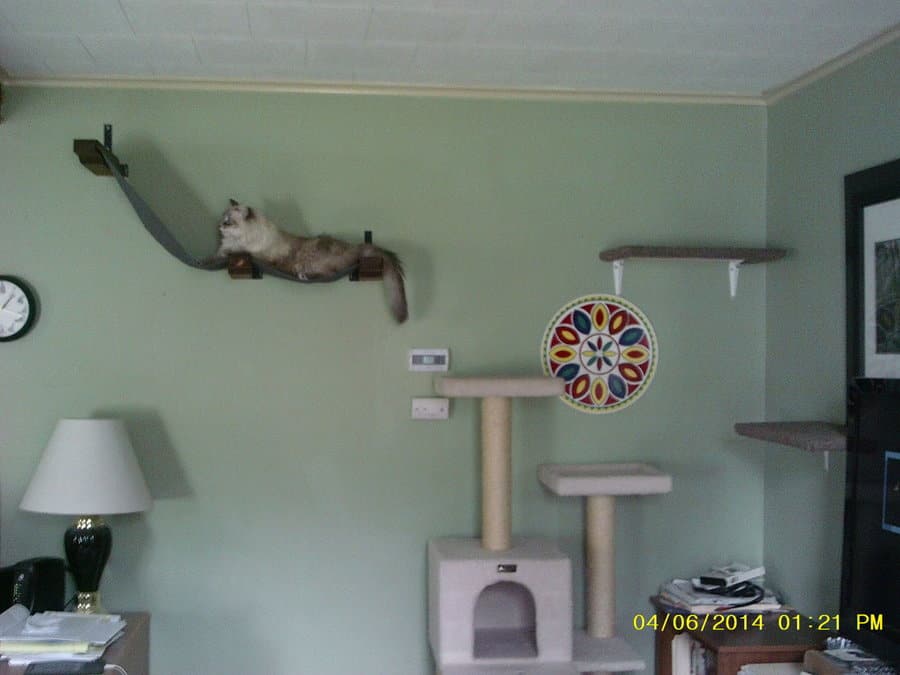 foto de estantes para gatos