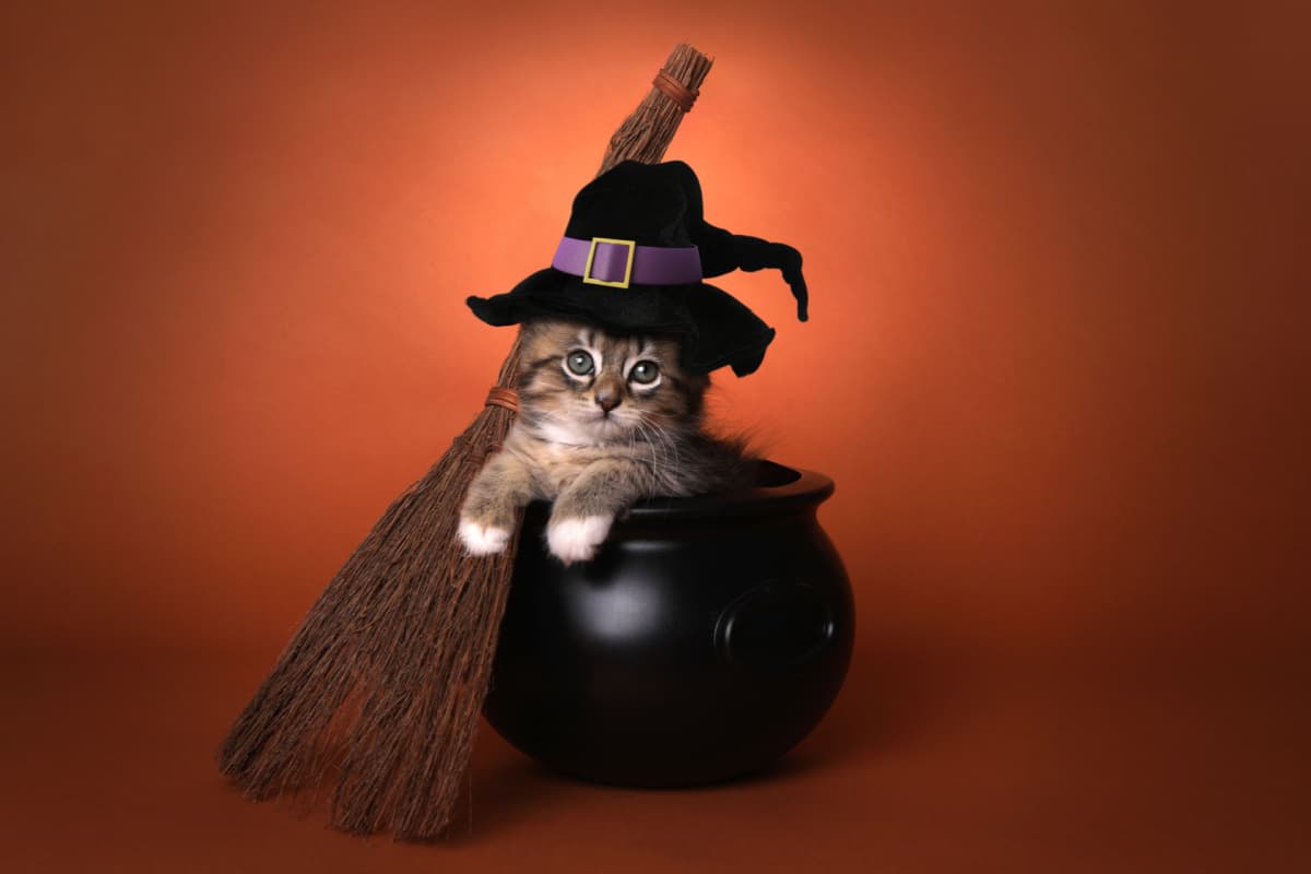 Cómo Disfrazar a Tu Gato De Forma Segura Para Halloween