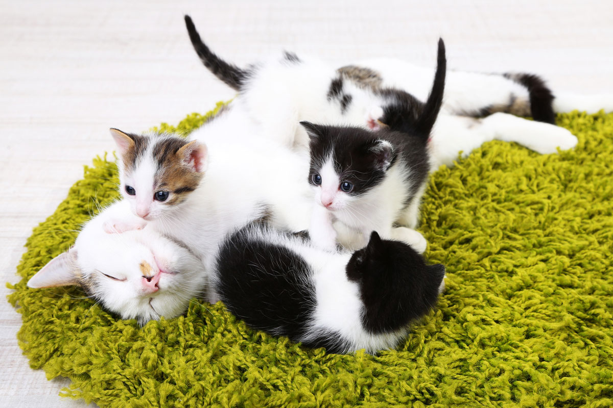 Cómo Entrenar a Los Gatitos Para Que Utilicen La Caja