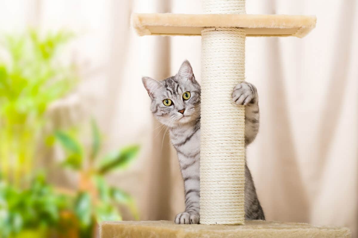 Cómo Entretener a Tu Gato en Un Apartamento (¡incluso Uno Pequeño!) Cómo Entretener a Tu Gato en Un Apartamento (¡incluso Uno